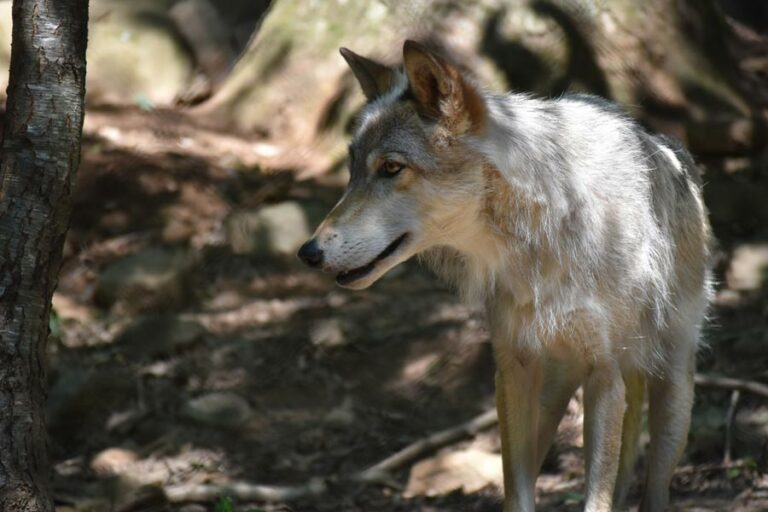 Western North Carolina Nature Center - WNC Nature Center