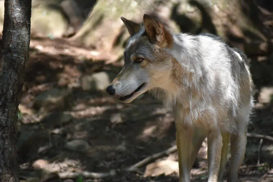 Western North Carolina Nature Center gray wolf