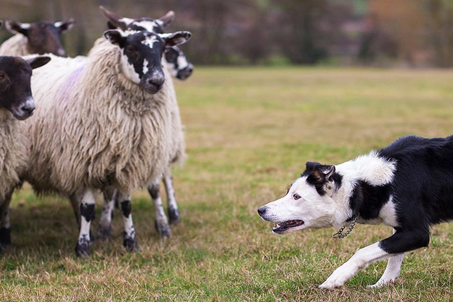 Sheep herding border collies at Asheville Celtic Festival 2023