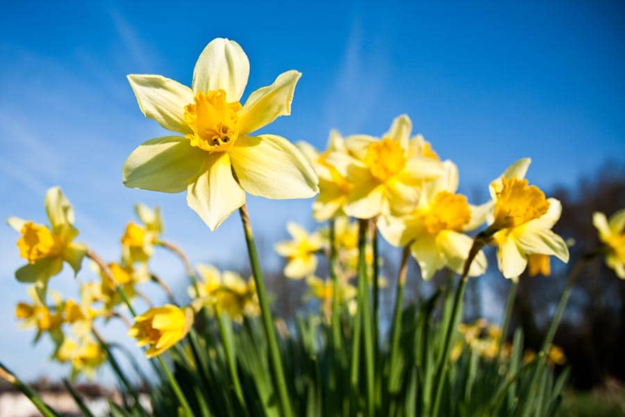 Biltmore Blooms 2023 daffodils at Biltmore Estate
